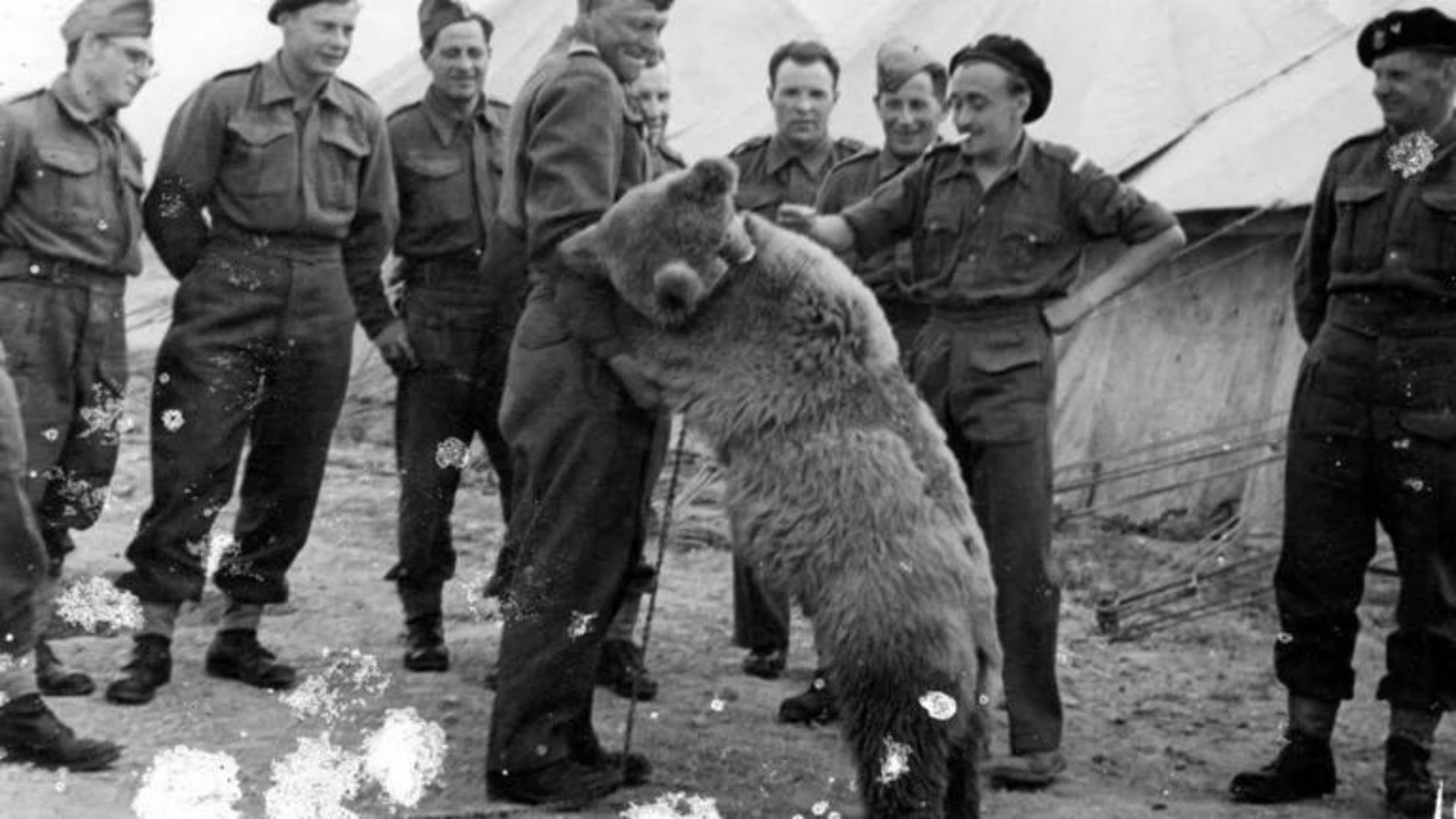 oso cervecero segunda guerra mundial